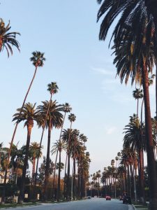 beverly hills palm trees